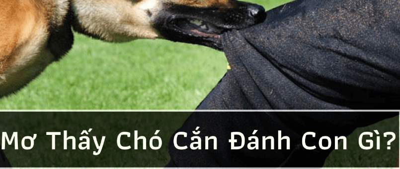 Mơ thấy bị chó cắn thì nên đánh số lô đề nào