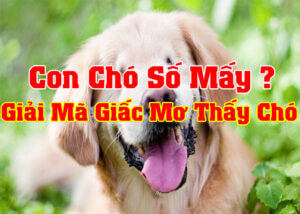 con-cho-so-may