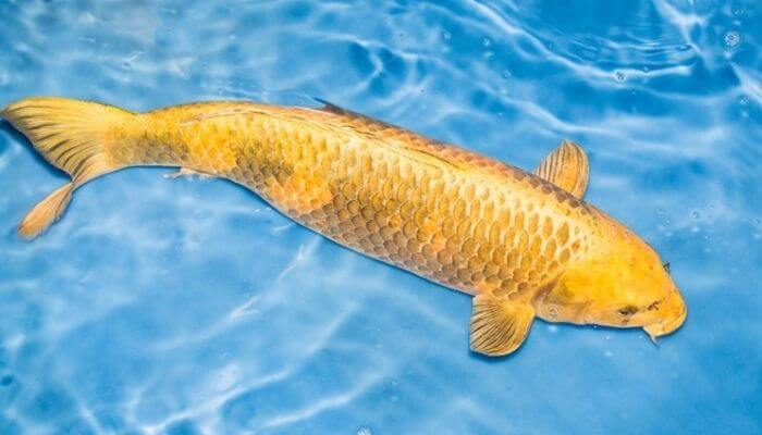 Nằm Mơ Thấy Con Cá Đánh Con Gì Trúng Lớn 3 Nằm mơ thấy hình ảnh cá hoá rồng