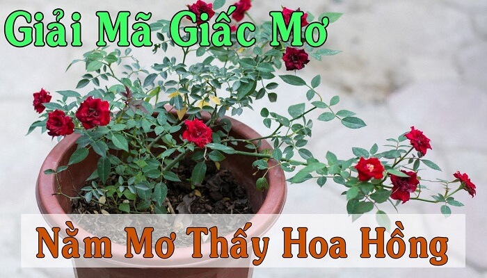 Mộng thấy hoa hồng héo có phải điềm dữ không?