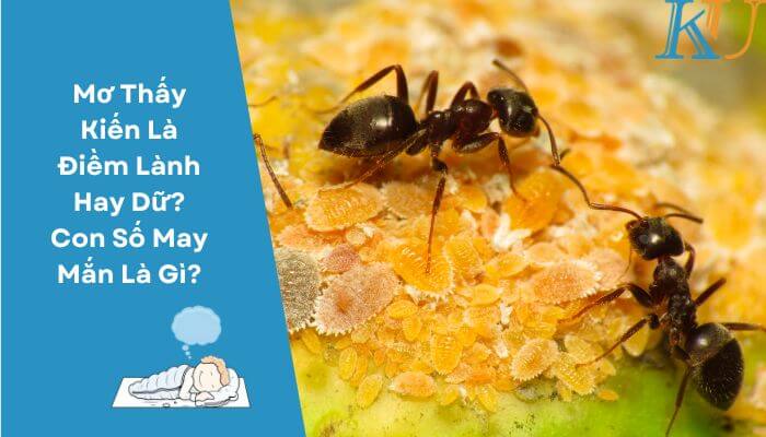Mơ Thấy Kiến Là Điềm Lành Hay Dữ? Con Số May Mắn Là Gì?
