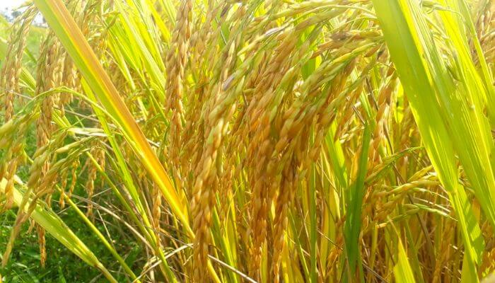 Giải mã về giấc mơ thấy lúa